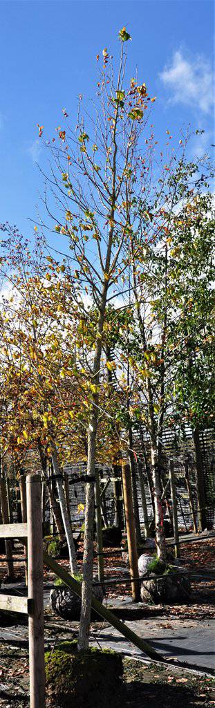 Corylus colurna 12-14 HS